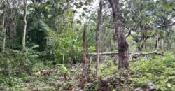 VARIAS HECTAREAS A LA VENTA EN PLAYA DEL CARMEN QUINTANA ROO
