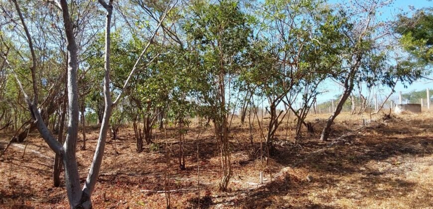 Lotes a solo 8 min del Santuario de la Tortuga en Escobilla/ Fraccionamiento Pedregal