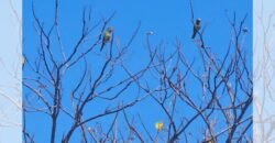 Lotes a 10 minutos de Playa el Puertecito/ Fraccionamiento Primavera