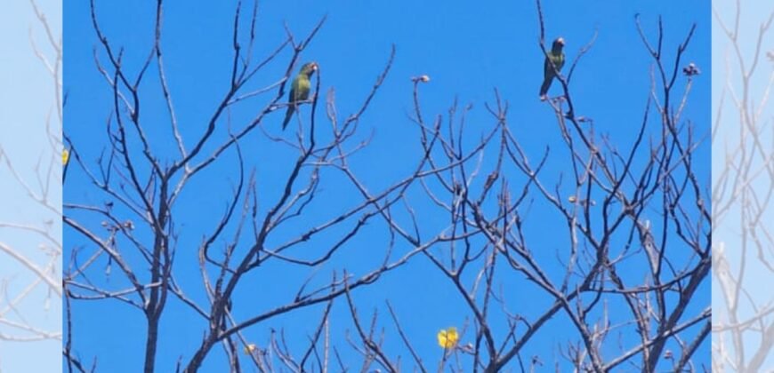 Lotes a 10 minutos de Playa el Puertecito/ Fraccionamiento Primavera