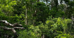Terreno Escriturado en Venta – Región 15 Tulum | 355 m² con Servicios