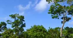 Quinta en Venta en Berriozábal, Chiapas | Inversión con Potencial