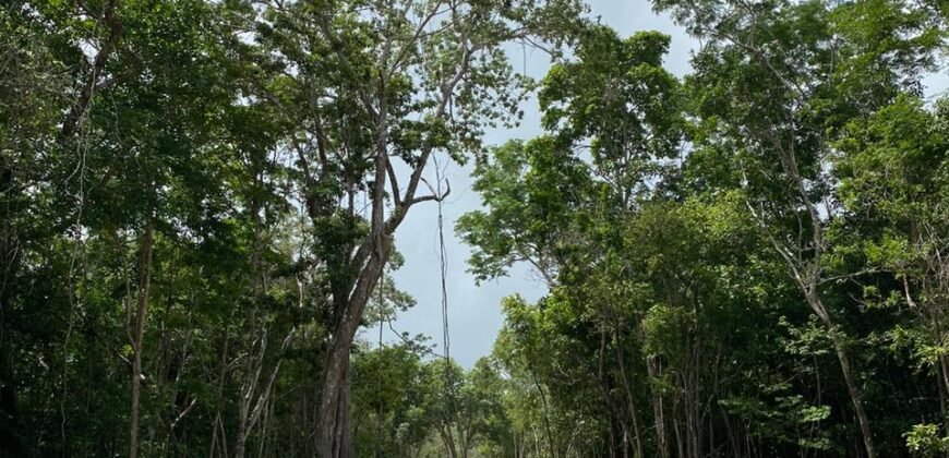 Lotes Residenciales en Venta – Uh May, Tulum | Desde $240,240 MXN