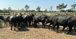 OPORTUNIDAD DE INVERSIÓN ÚNICA EN EL CORAZÓN DE LA GANADERÍA TABASQUEÑA