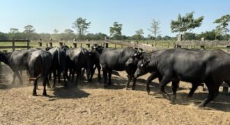 OPORTUNIDAD DE INVERSIÓN ÚNICA EN EL CORAZÓN DE LA GANADERÍA TABASQUEÑA