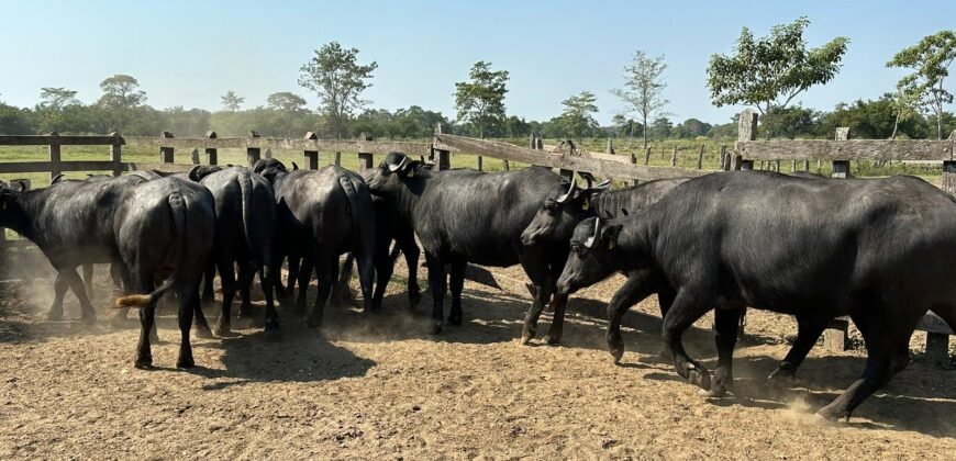 OPORTUNIDAD DE INVERSIÓN ÚNICA EN EL CORAZÓN DE LA GANADERÍA TABASQUEÑA