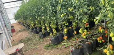 Terreno Agricola con Infraestructura Productiva