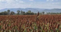 Mega Reserva Territorial Industrial y Logística (100 HA) Corredor Global Carretera 57 (Mex – Qro), Pedro Escobedo, Querétaro