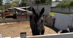Venta de Terreno y Reserva Territorial (3.12 HA) con Derechos de Agua | Corredor Industrial Carretera 57 (Mex – Qro), La Palma, Pedro Escobedo, Querétaro.